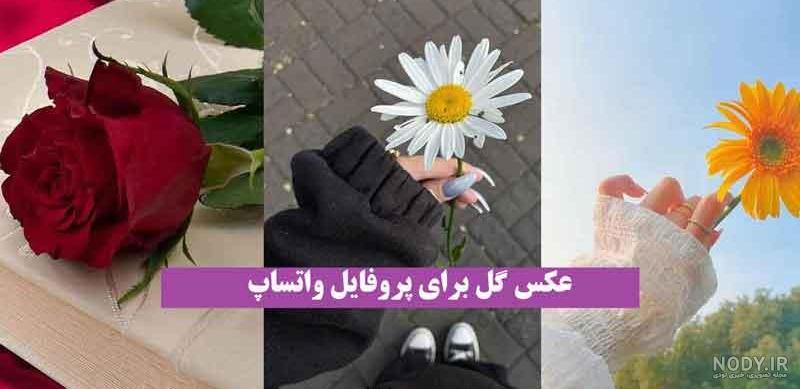 عکس پروفایل گل زیبا و شیک، خاص و جدید دخترانه برای واتساپ و تلگرام