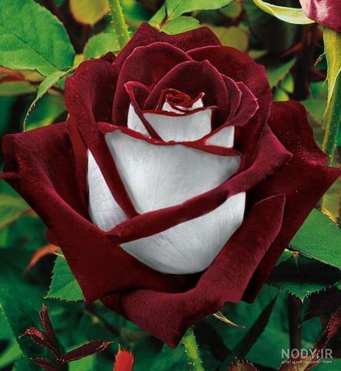 عکس پروفایل گل ۱۴۰۲ زیبا و دوست داشتنی (۸۰ تصویر جذاب)