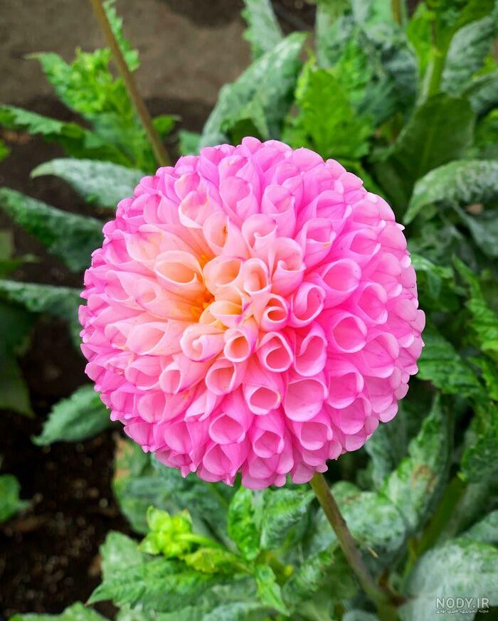عکس گل زیبا (دنبال دنبال )