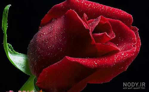 عکس گل عکس های گل های زیبا