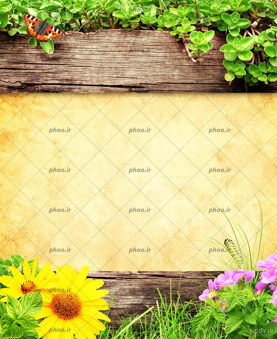گالری عکس گل زیبا برای پروفایل و بکگراند با کیفیت - ستاره