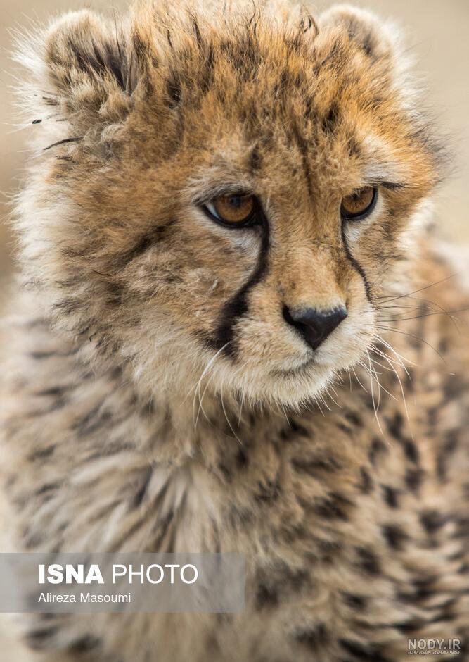 44 عدد تصویر زمینه یوزپلنگ (Cheetah) 44 عدد تصویر زمینه یوزپلنگ (Cheetah)