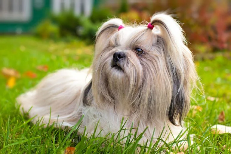 انواع نژاد سگ | نژاد سگ ها | نژاد های سگ - دهکده حیوانات انواع نژاد سگ | نژاد سگ ها | نژاد های سگ - دهکده حیوانات