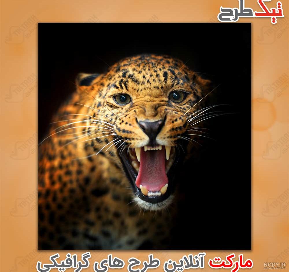 تصویر زمینه پلنگ سیاه