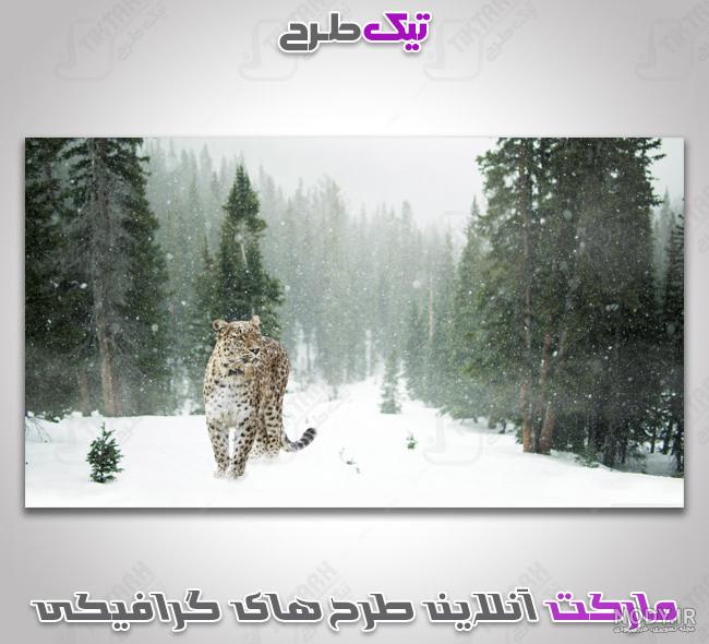 تصویر زمینه پلنگ سیاه