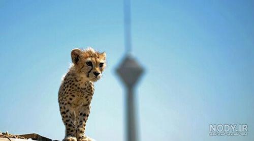 خرید تابلو حیوانات با طرح یوزپلنگ یا چیتا