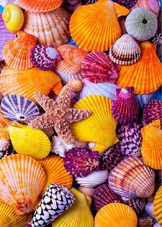 ساحل صدف یکی از دیدنی های زیبا و جذاب کشور استرالیا ساحل صدف یکی از دیدنی های زیبا و جذاب کشور استرالیا