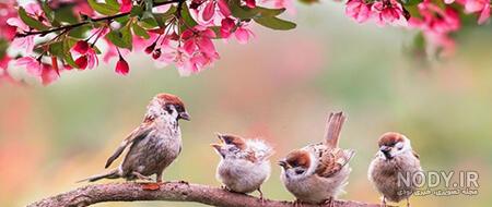 عکس های از طبیعت بهار