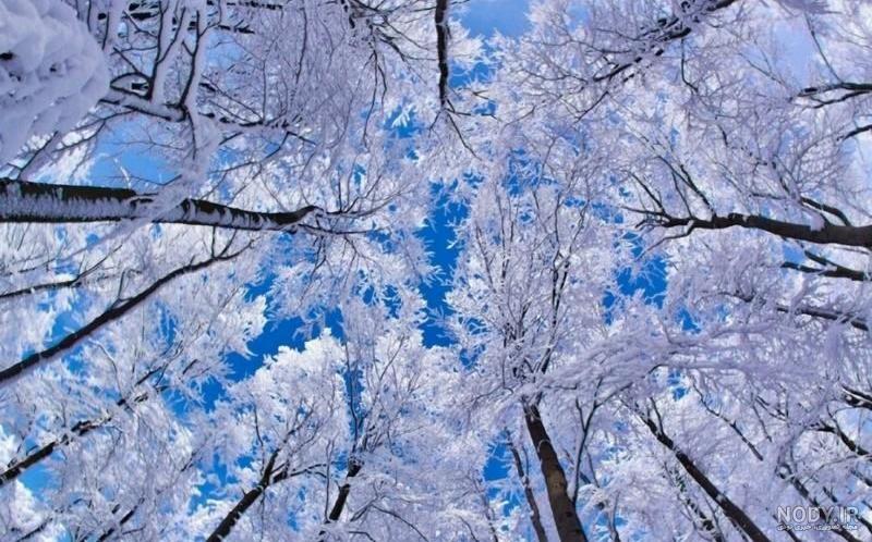 عکس از طبیعت زمستانی و منظره برفی زیبا + جملات برای زمستان