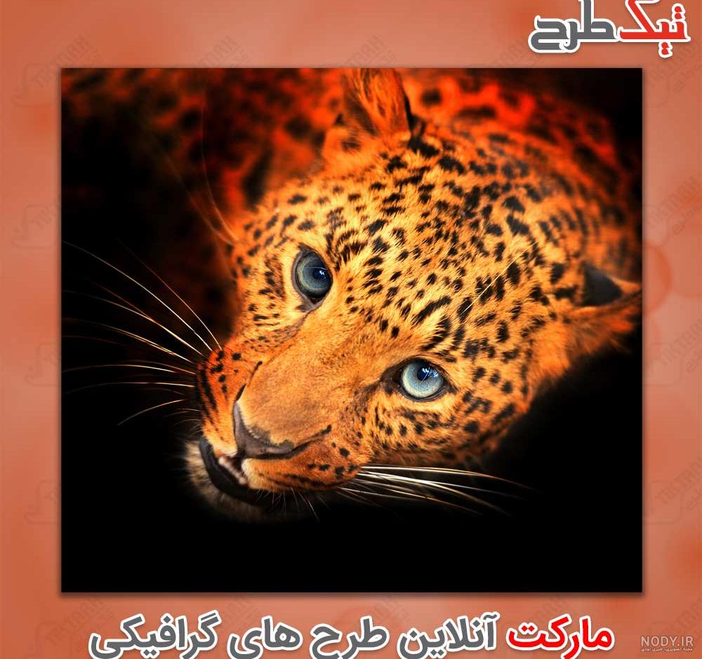 عکس استوک یوزپلنگ آسیایی ایرانی در حال قدم زدن در طبیعت عکس استوک یوزپلنگ آسیایی ایرانی در حال قدم زدن در طبیعت