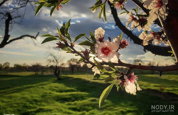 عکس های بهاری از طبیعت