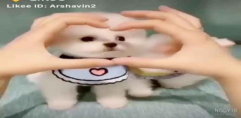عکس توله سگ برای بک گراند موبایل - پت شاپ اسکای پت عکس توله سگ برای بک گراند موبایل - پت شاپ اسکای پت