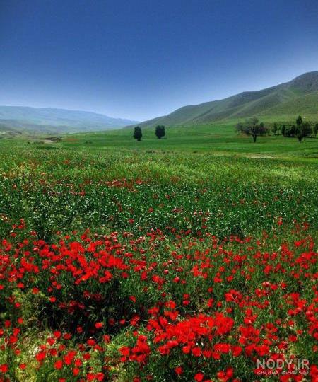 عکس حیوانات برای پروفایل ؛ عکس پروفایل حیوانات زیبا در طبیعت عکس حیوانات برای پروفایل ؛ عکس پروفایل حیوانات زیبا در طبیعت
