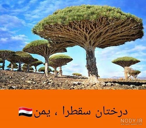 عکس های دیدنی و جالب جهان عکس های دیدنی و جالب جهان