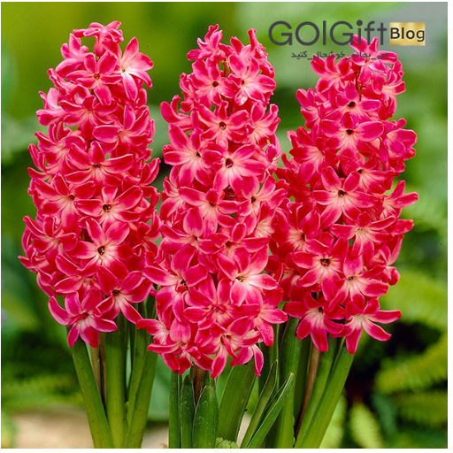 عکس سفره هفت سین چینی