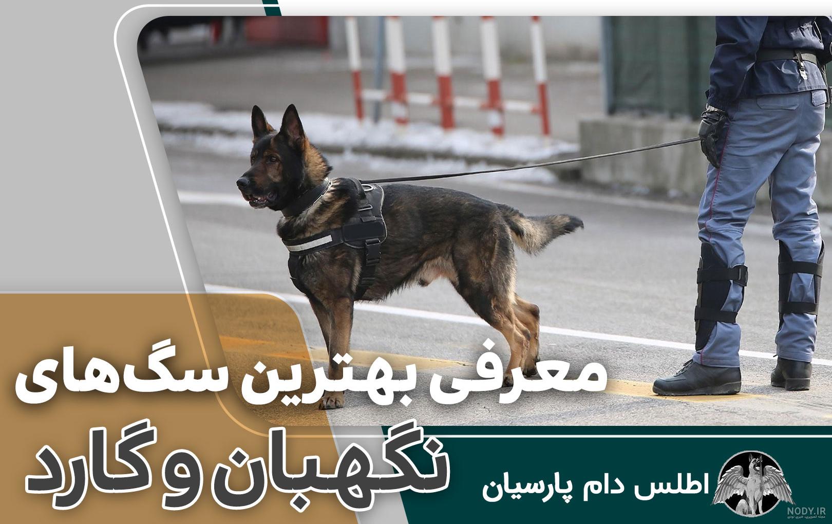 عکس سگ ها - عکس نودی عکس سگ ها - عکس نودی