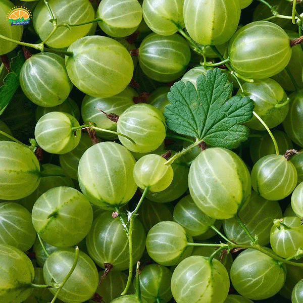 عکس میوه های بهاری خوشمزه - عکس نودی عکس میوه های بهاری خوشمزه - عکس نودی