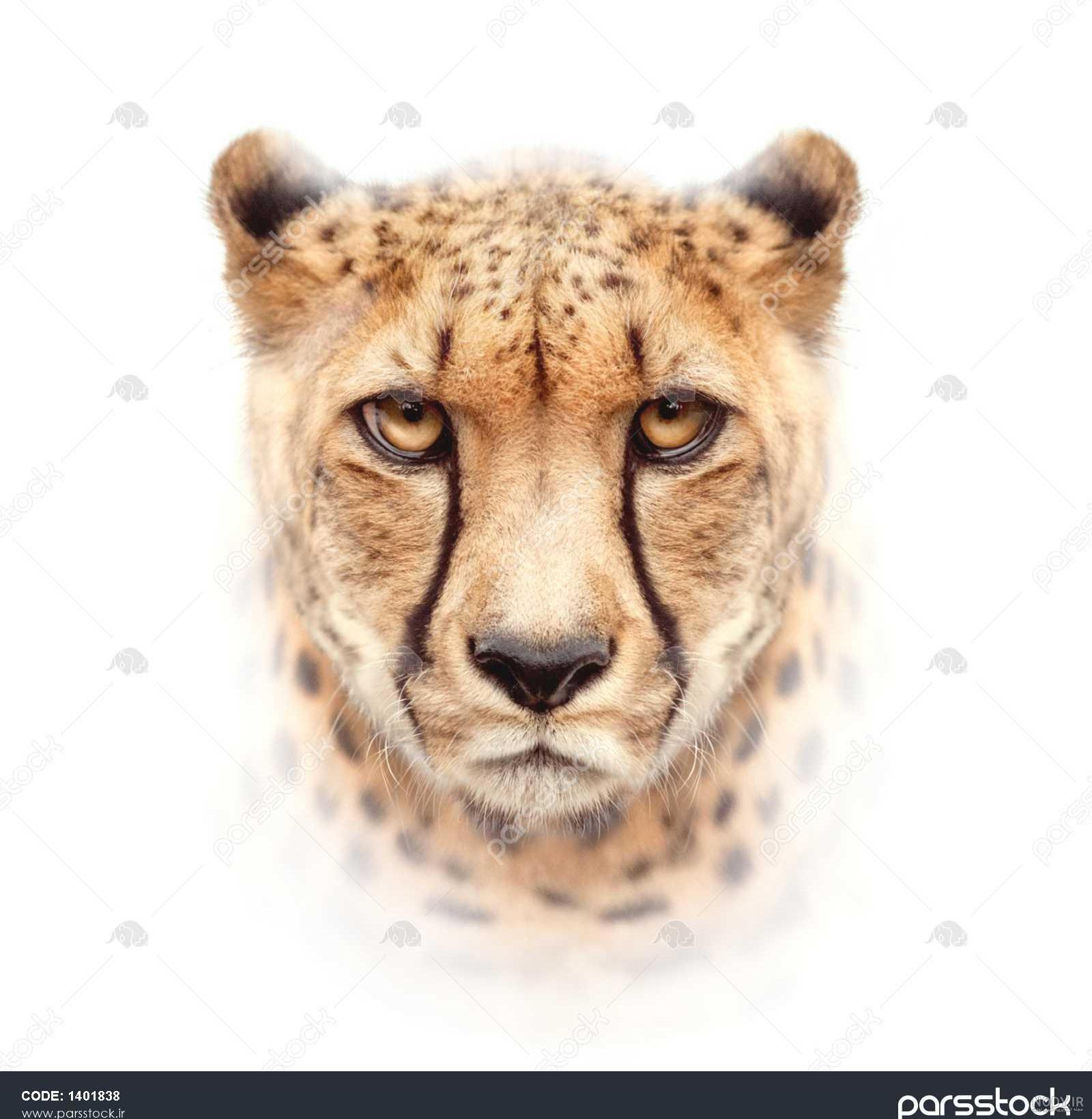 عکس پروفایل خفن یوز پلنگ - عکس نودی