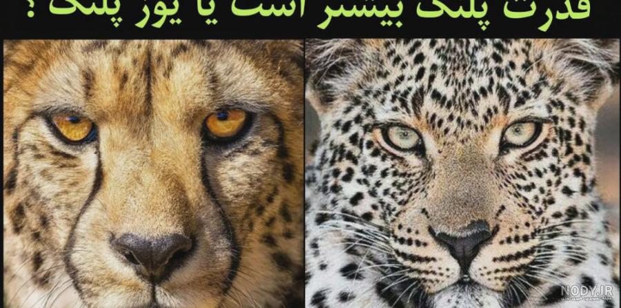عکس یوز پلنگ
