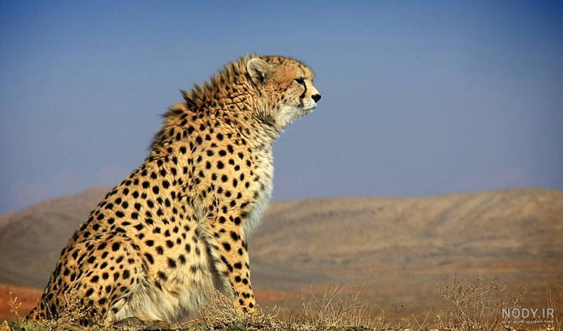 عکس یوزپلنگ برای والپیپر عکس یوزپلنگ برای والپیپر