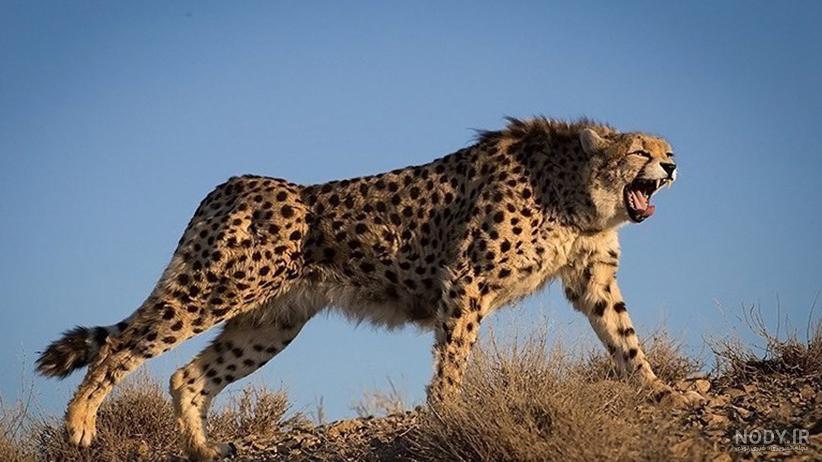 لحظه تولد بچه پلنگ لحظه تولد بچه پلنگ