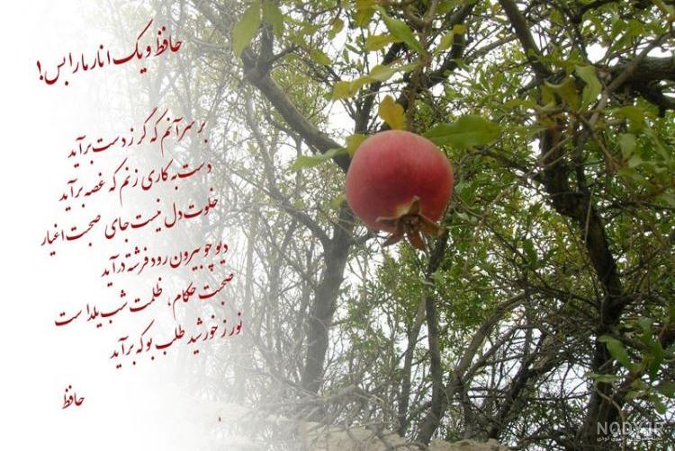 متن تبریک شب یلدا به خانواده و عزیزانم با پیامک جدید 1402 +‌عکس حرف تازه