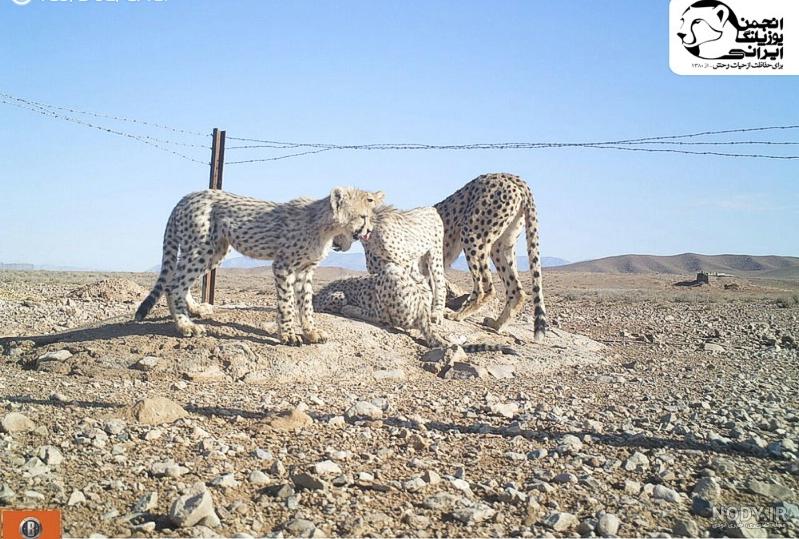 مشرق نیوز - تصویر خیره کننده از آب خوردن یوزپلنگ مشرق نیوز - تصویر خیره کننده از آب خوردن یوزپلنگ