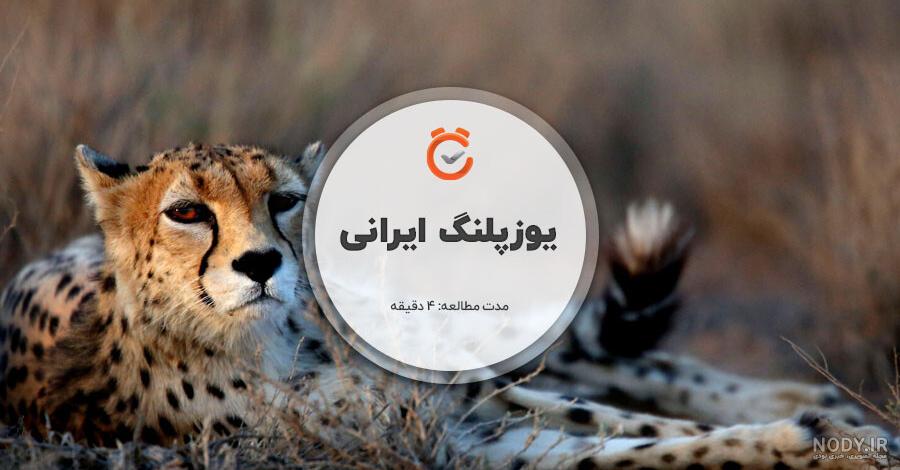 مشرق نیوز - عکس/ یوزپلنگ یک چشم مشرق نیوز - عکس/ یوزپلنگ یک چشم