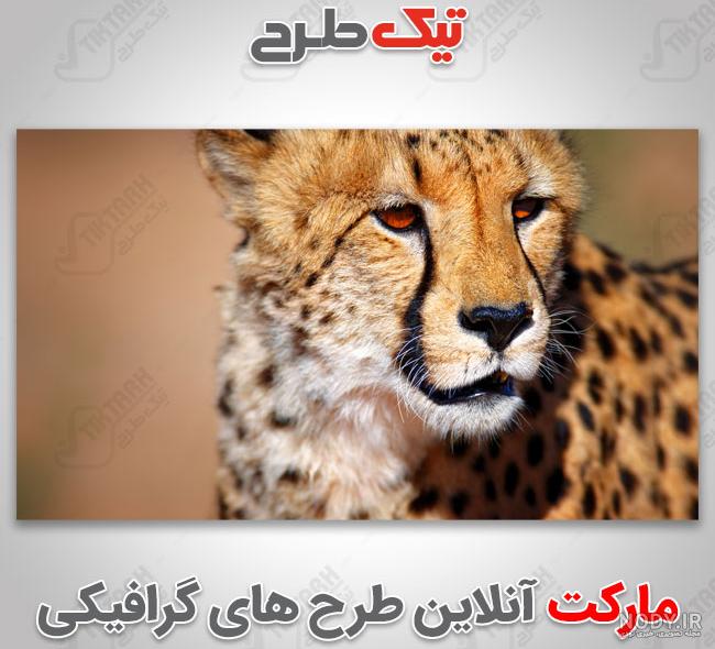گالری عکس یوزپلنگ ایرانی در قاب دوربین های مختلف