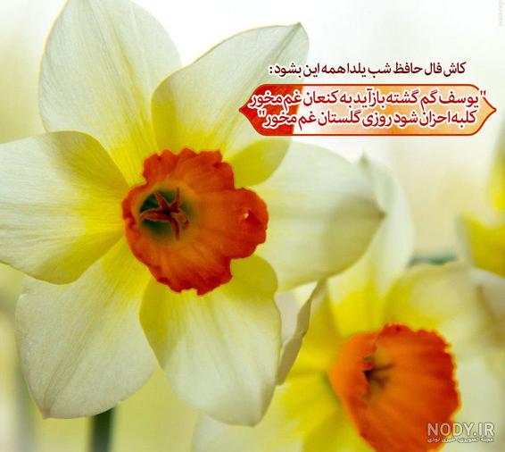 عکس یلدا امام زمانی