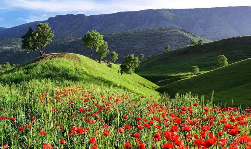 Nature Photo / عکس طبیعت‎ | ‎‌🌳کیلَس 📌ایلام #ایران #ایلام #طبیعت #عکس  #گردشگری #سفر #عکاسی #ایلام_را_باید_دید #naturephoto.ilam #nature #photo  #ilam #iran #tourism...‎ | Instagram