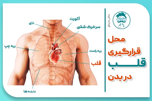 اسکن هسته ای قلب چیست و چگونه انجام می‌شود؟ | کلینیک تخصصی امیر