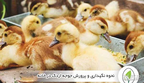تصویر وکتور جوجه اردک کارتونی خنده دار باغ وحش حیوانات و پرنده 1338209