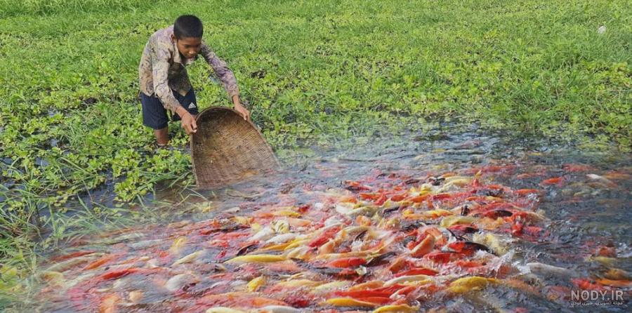 خرید و قیمت دانلود عکس ماهی خاکستری رودخانه در آب یک آکواریوم بزرگ شنا می  کند | ترب