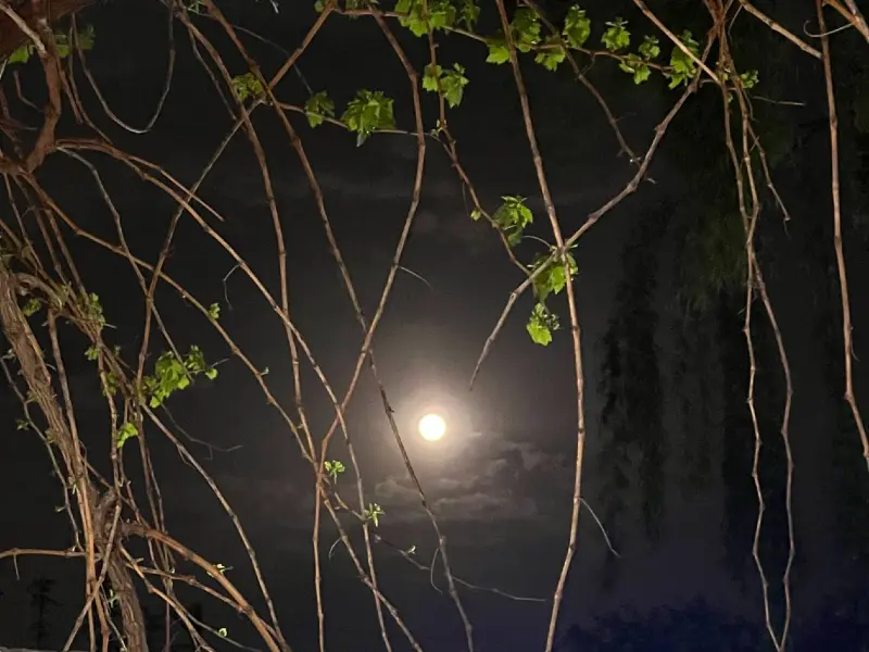 دانلود عکس ماه کامل در شب دانلود عکس ماه کامل در شب
