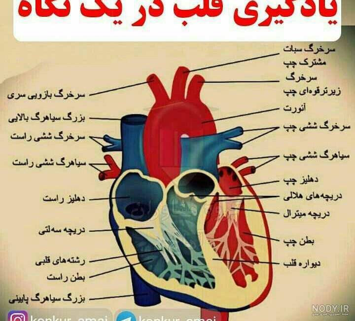 سوراخ قلب + نقص مادرزادی سپتوم چیست؟ | مجله هومکا سوراخ قلب + نقص مادرزادی سپتوم چیست؟ | مجله هومکا