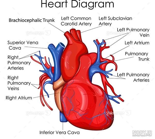 عکس تبلیغاتی پزشک قلب و عروق عکس تبلیغاتی پزشک قلب و عروق