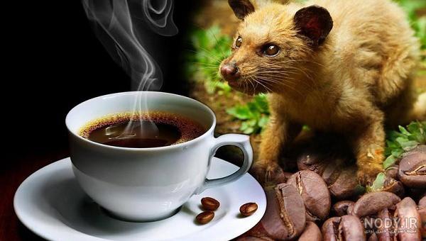 عکس طبیعت قهوه - عکس نودی عکس طبیعت قهوه - عکس نودی