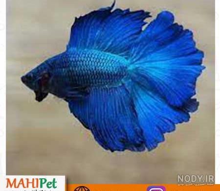 عکس ماهی فایتر بنفش عکس ماهی فایتر بنفش