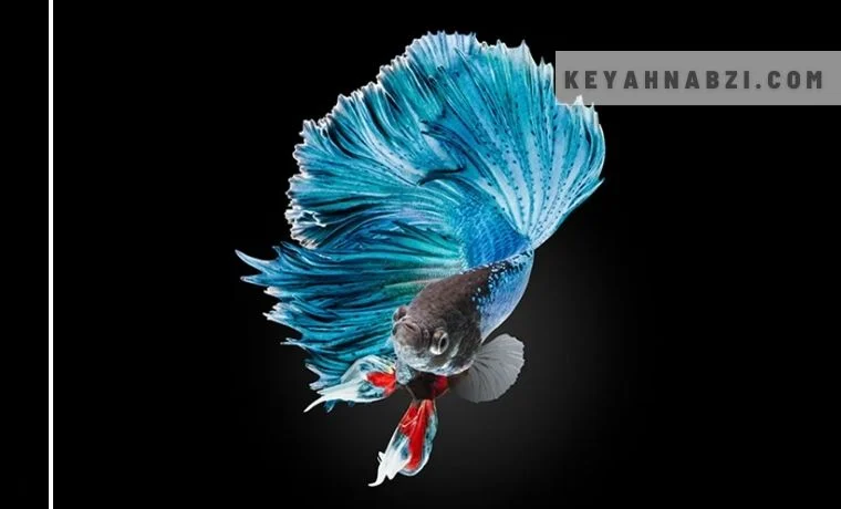 عکس ماهی فایتر قرمز عکس ماهی فایتر قرمز