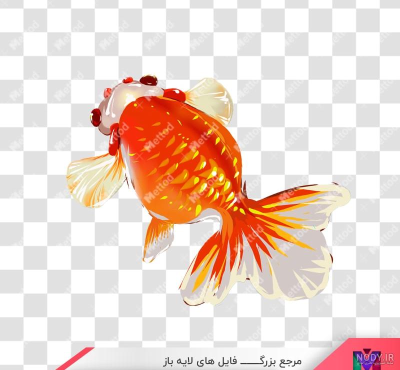 عکس ماهی قرمز بزرگ عکس ماهی قرمز بزرگ