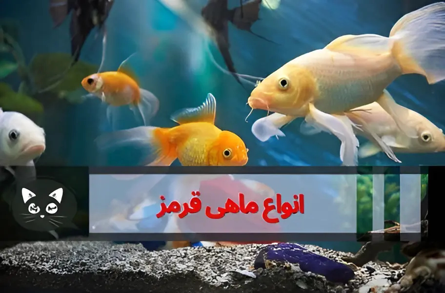 عکس ماهی قرمز حامله عکس ماهی قرمز حامله