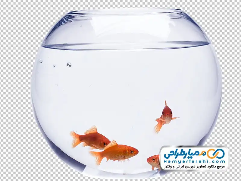 عکس ماهی قرمز عروس عکس ماهی قرمز عروس