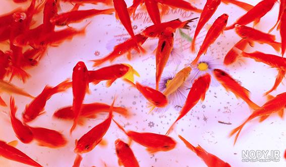 عکس ماهی قرمز کوچولو عکس ماهی قرمز کوچولو