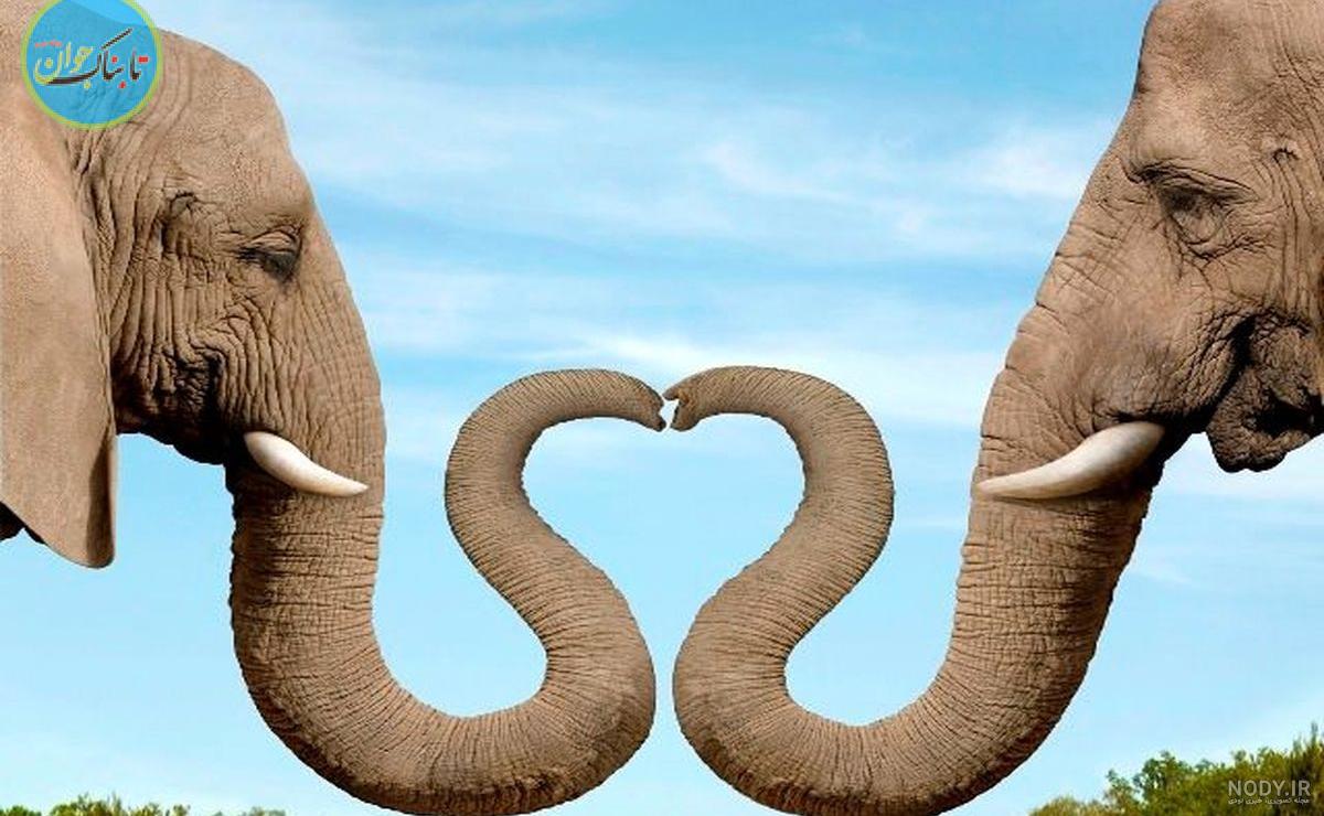 عکس العمل جالب بچه فیل برای نجات مربی اش عکس العمل جالب بچه فیل برای نجات مربی اش