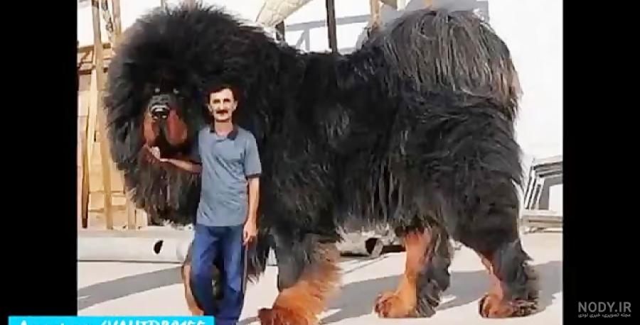 20 تا از بهترین انواع خرگوش خانگی در ایران + عکس و اطلاعات