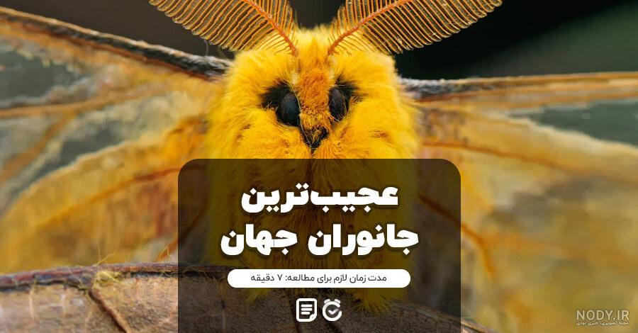 10 حیوان بسیار عجیب که هرگز در عمرتان ندیده اید! تصاویر