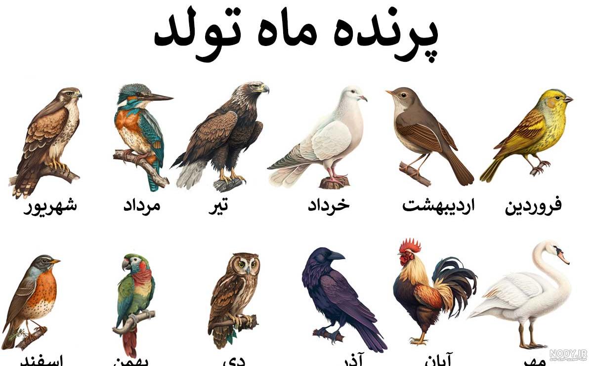 حیوان درون متولد هر ماه - عکس ویسگون