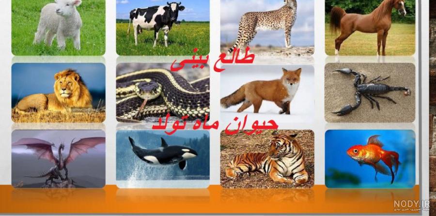 حیوان ماه اذر چیست
