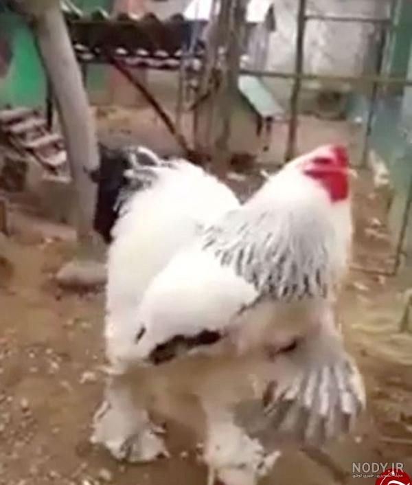 خرگوش غول پیکر در نقاط مختلف دنیا
